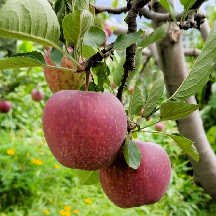 Himalayan Apples & Fruit Products